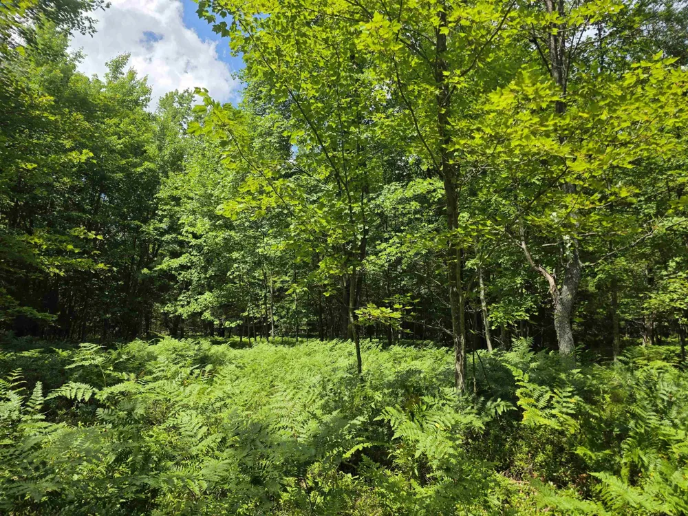 Seeley Road Lake Township, MI 49651