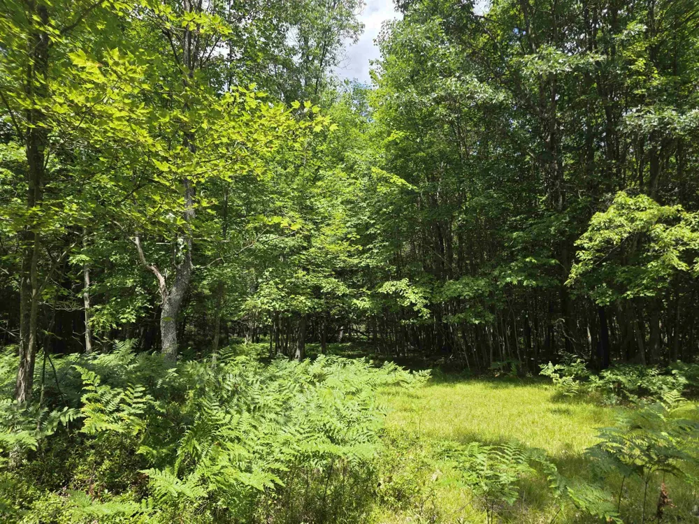 Seeley Road Lake Township, MI 49651