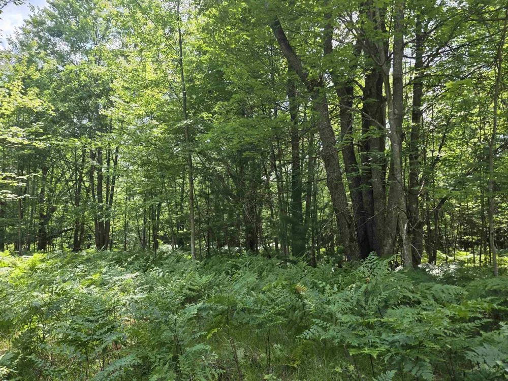 Seeley Road Lake Township, MI 49651