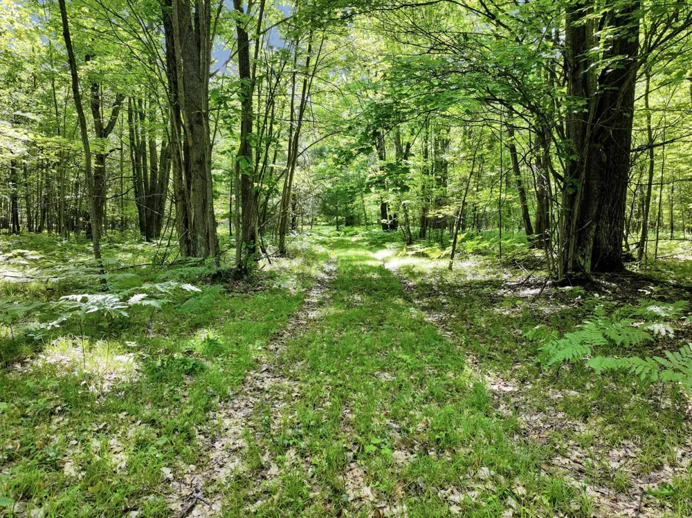 Seeley Road Lake Township, MI 49651