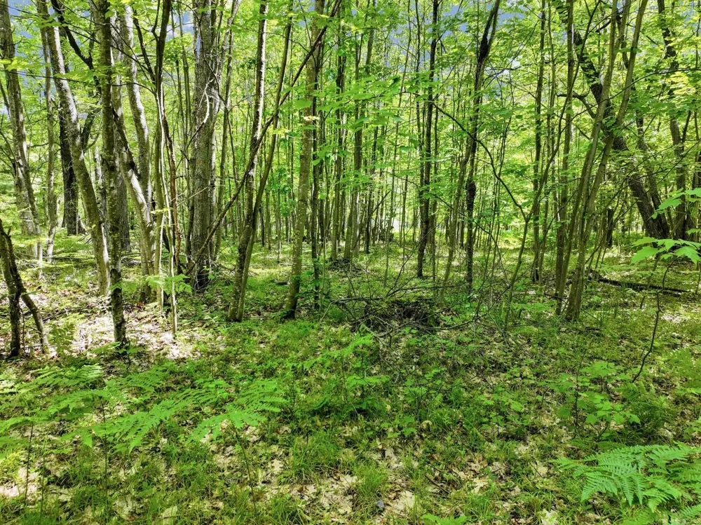 Seeley Road Lake Township, MI 49651
