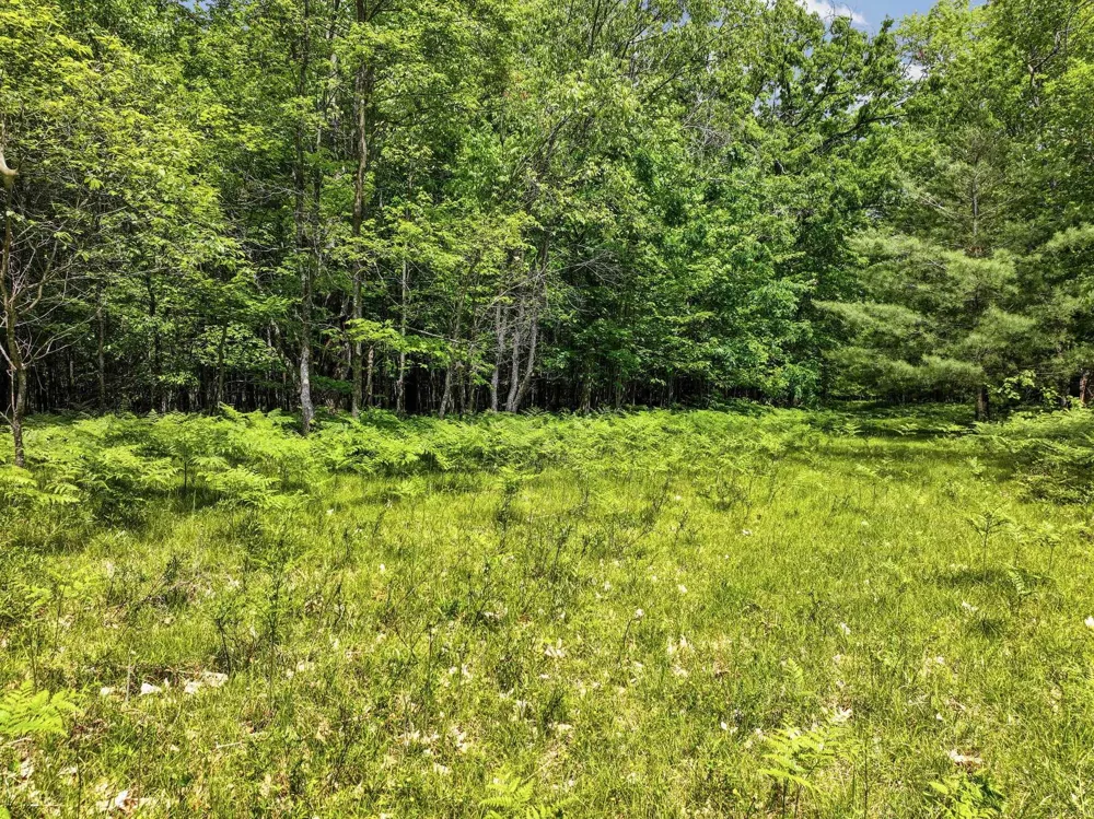 Seeley Road Lake Township, MI 49651