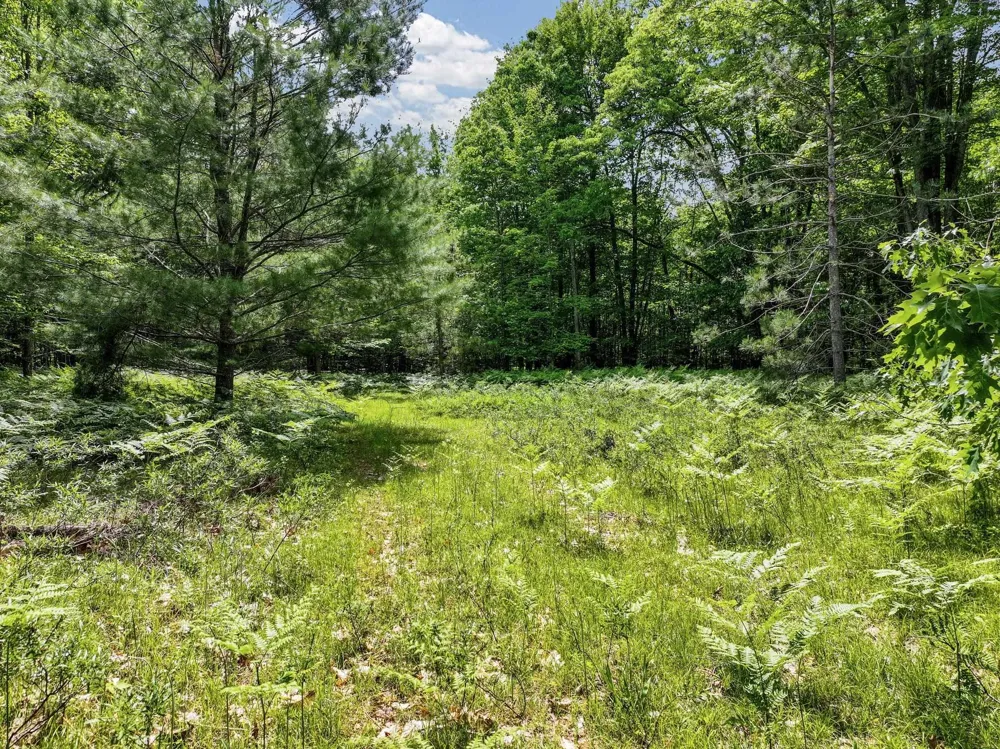 Seeley Road Lake Township, MI 49651