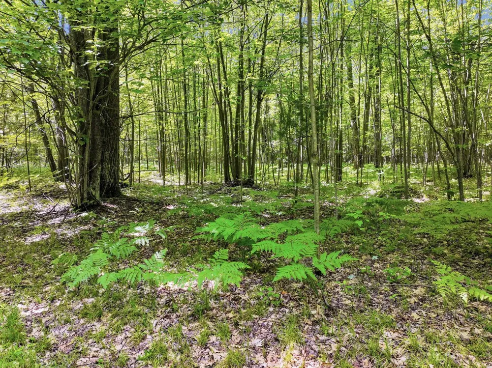 Seeley Road Lake Township, MI 49651