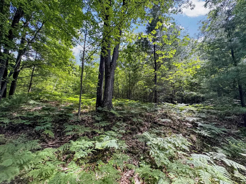 Seeley Road Lake Township, MI 49651