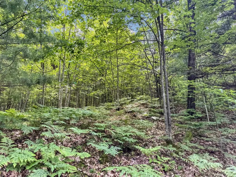 Seeley Road Lake Township, MI 49651