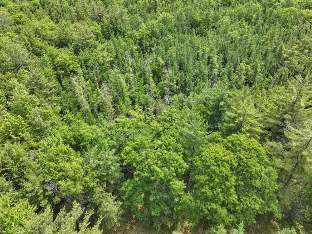 Seeley Road Lake Township, MI 49651