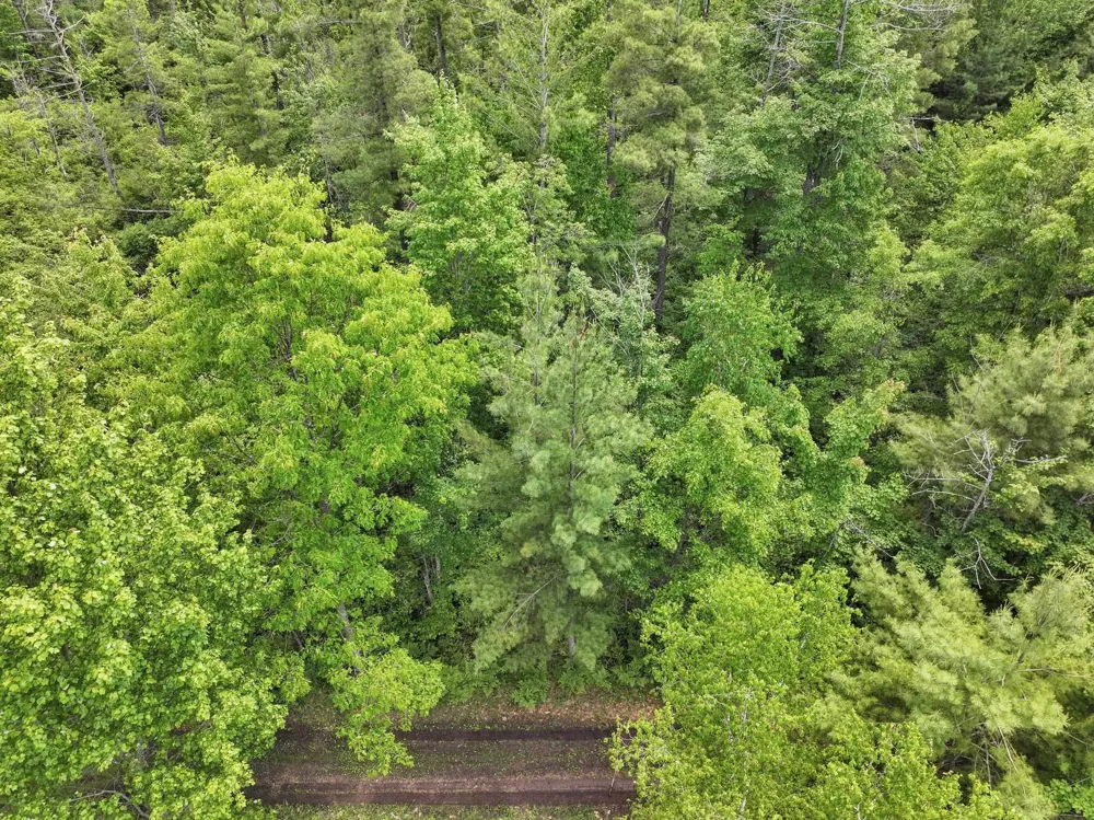 Seeley Road Lake Township, MI 49651