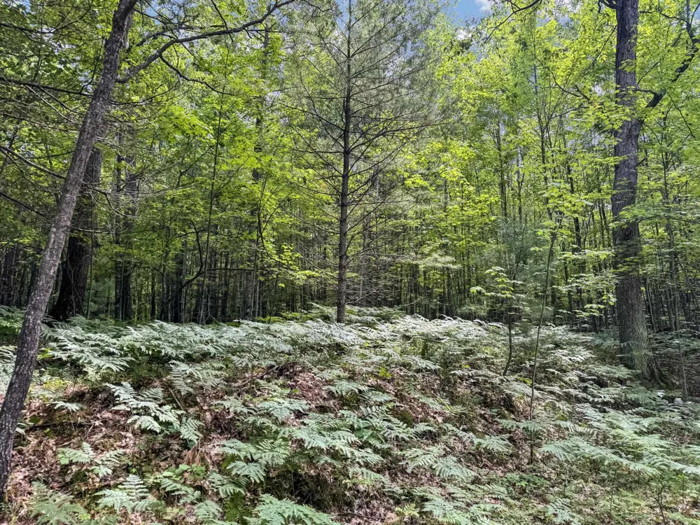 Seeley Road Lake Township, MI 49651