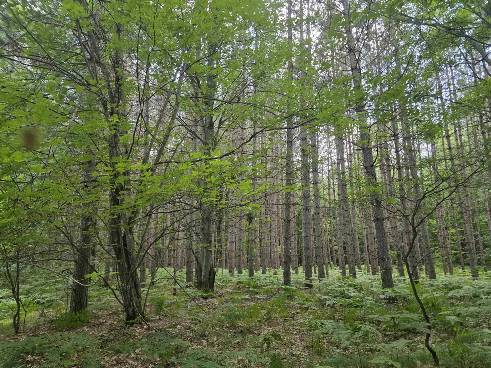 Seeley Road Lake Township, MI 49651