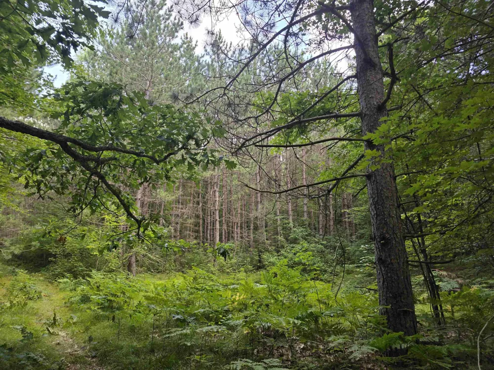 Seeley Road Lake Township, MI 49651