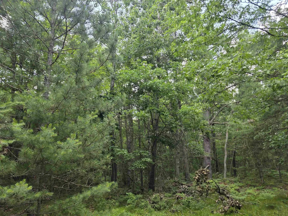 Seeley Road Lake Township, MI 49651