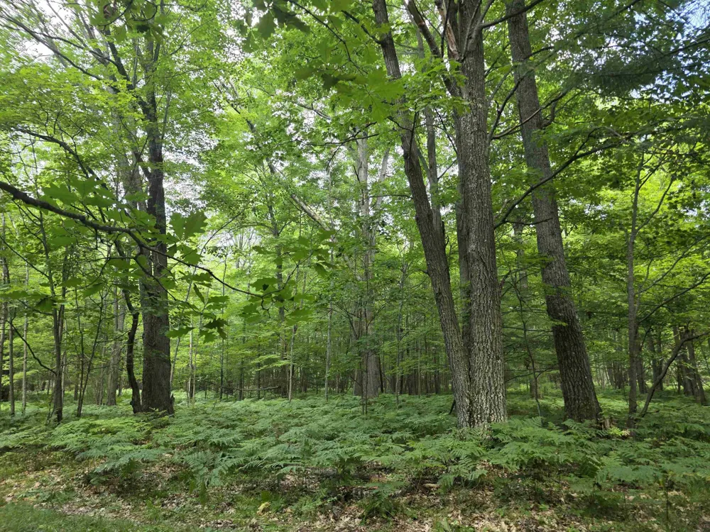 Seeley Road Lake Township, MI 49651