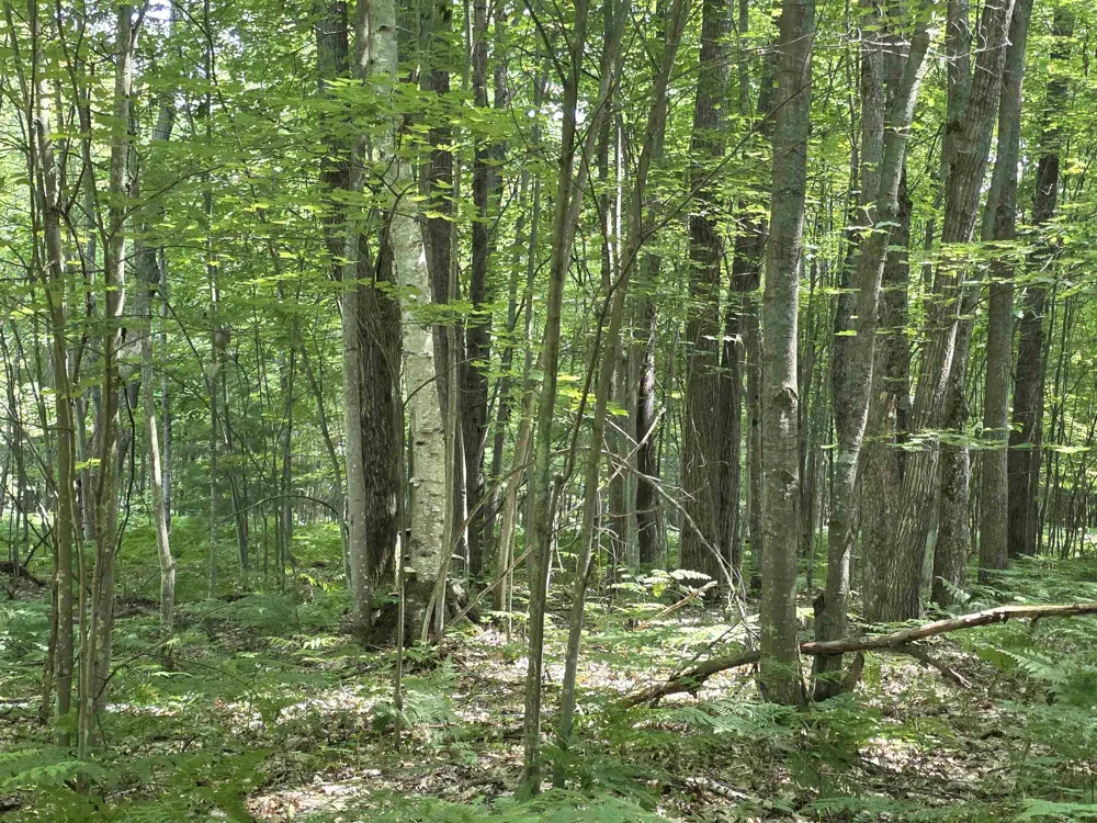 Seeley Road Lake Township, MI 49651