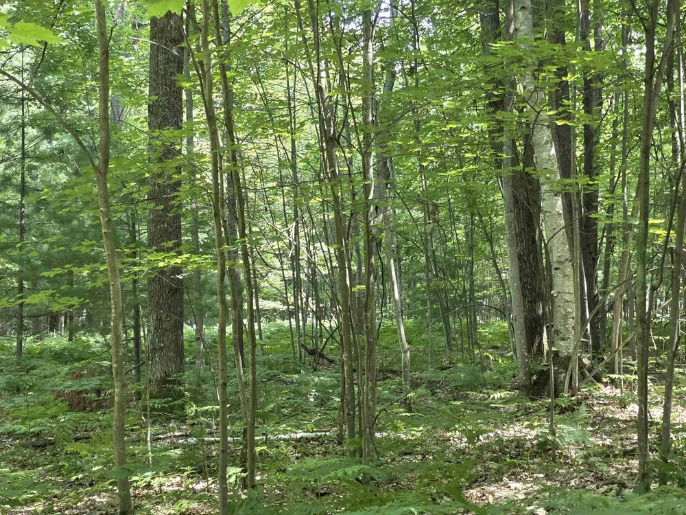 Seeley Road Lake Township, MI 49651
