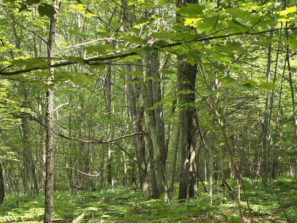 Seeley Road Lake Township, MI 49651