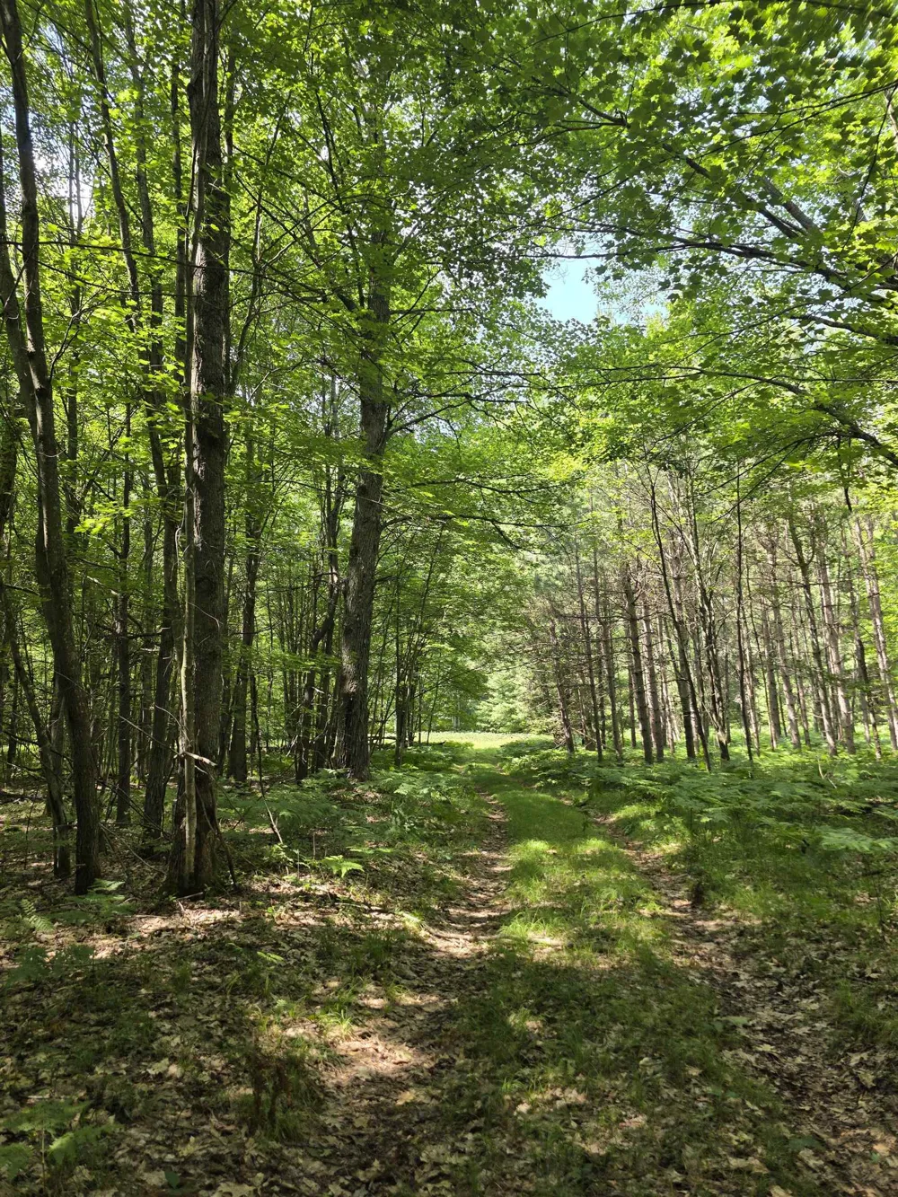 Seeley Road Lake Township, MI 49651