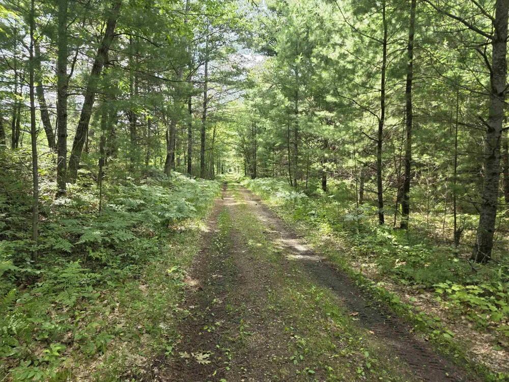 Seeley Road Lake Township, MI 49651