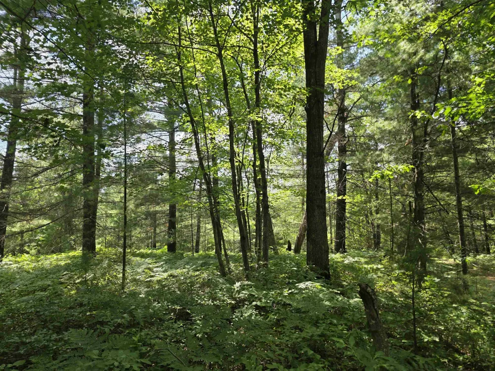 Seeley Road Lake Township, MI 49651