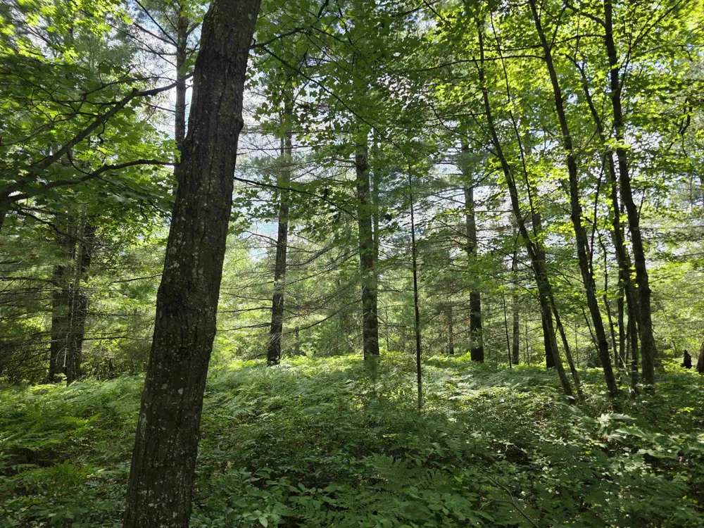 Seeley Road Lake Township, MI 49651