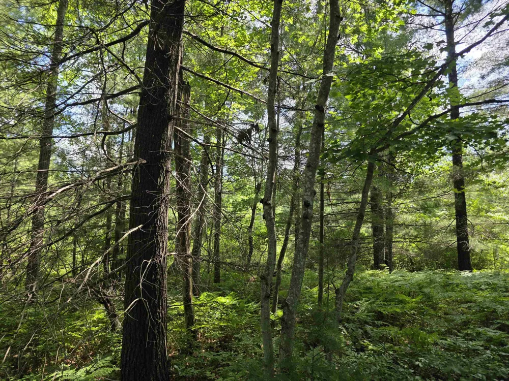 Seeley Road Lake Township, MI 49651