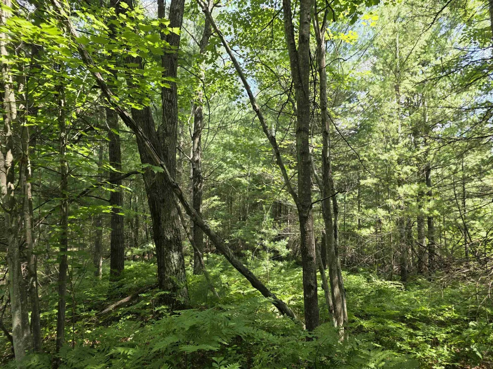 Seeley Road Lake Township, MI 49651