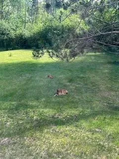9622 River Bend Drive Evart Township, MI 49631