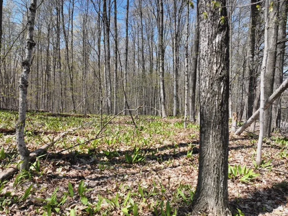 S M-66 Chestonia Township, MI 49659