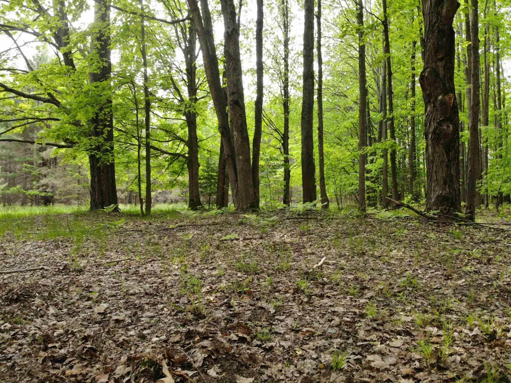 135 Montgomery Road Orange Township, MI 49680