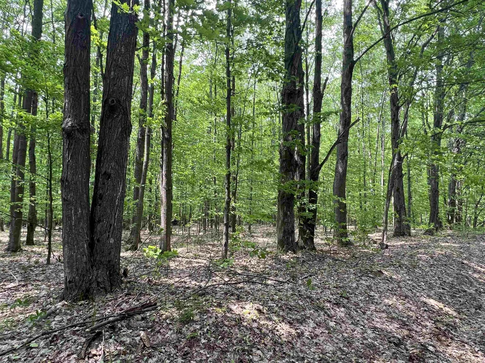 135 Montgomery Road Orange Township, MI 49680