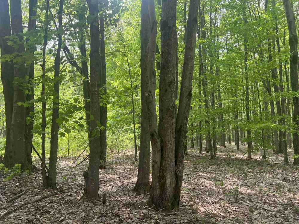 135 Montgomery Road Orange Township, MI 49680