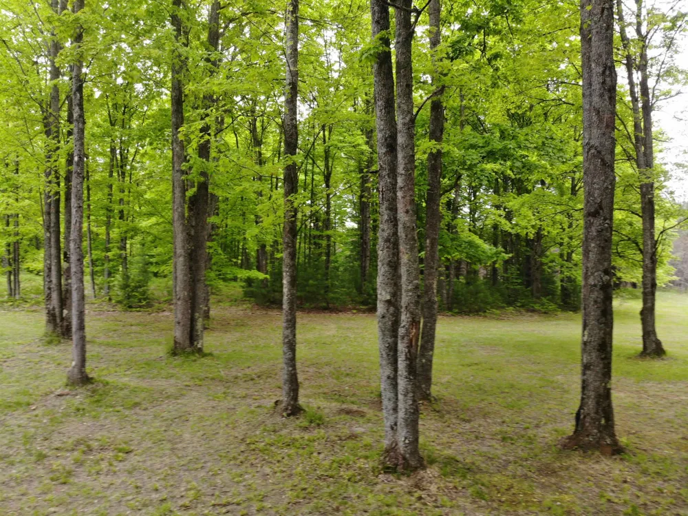 135 Montgomery Road Orange Township, MI 49680