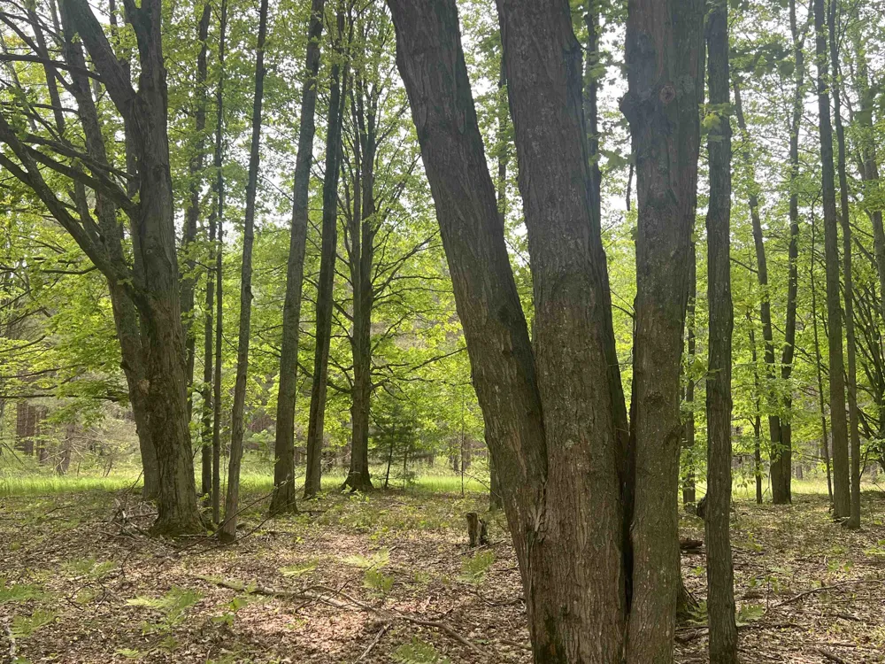 135 Montgomery Road Orange Township, MI 49680