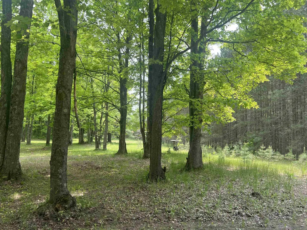 135 Montgomery Road Orange Township, MI 49680
