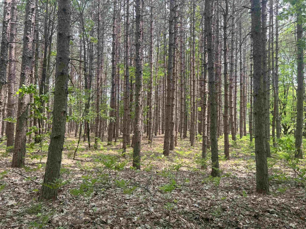 135 Montgomery Road Orange Township, MI 49680