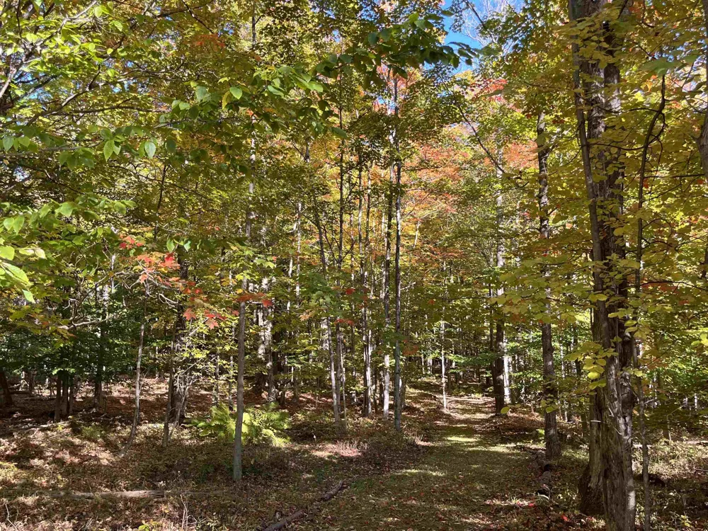 337 S East Torch Lake Drive Forest Home Township, MI 49615