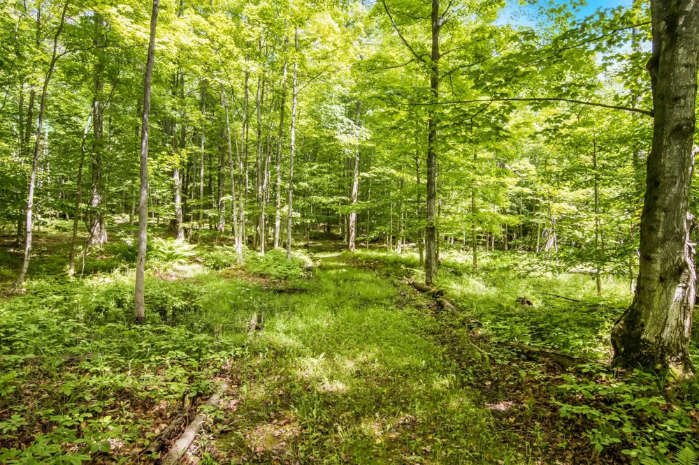 337 S East Torch Lake Drive Forest Home Township, MI 49615