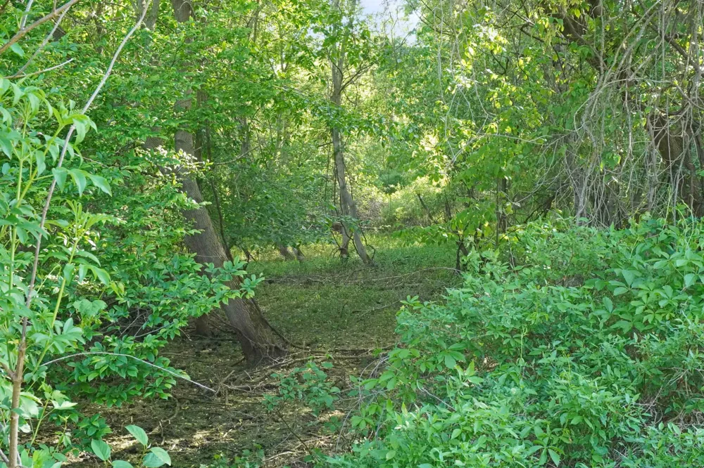 1385 Blacks Corners Road Goodland Township, MI 48444