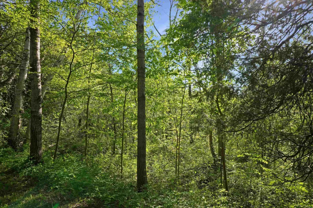 1385 Blacks Corners Road Goodland Township, MI 48444