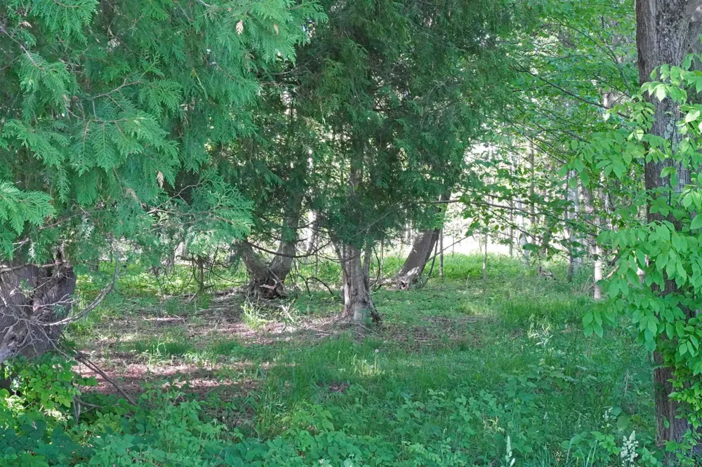 1385 Blacks Corners Road Goodland Township, MI 48444