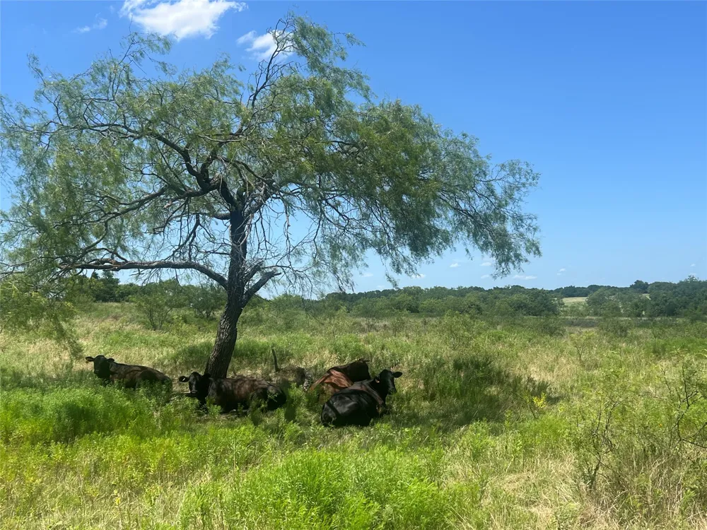 771 HCR 2233 West, TX 76691