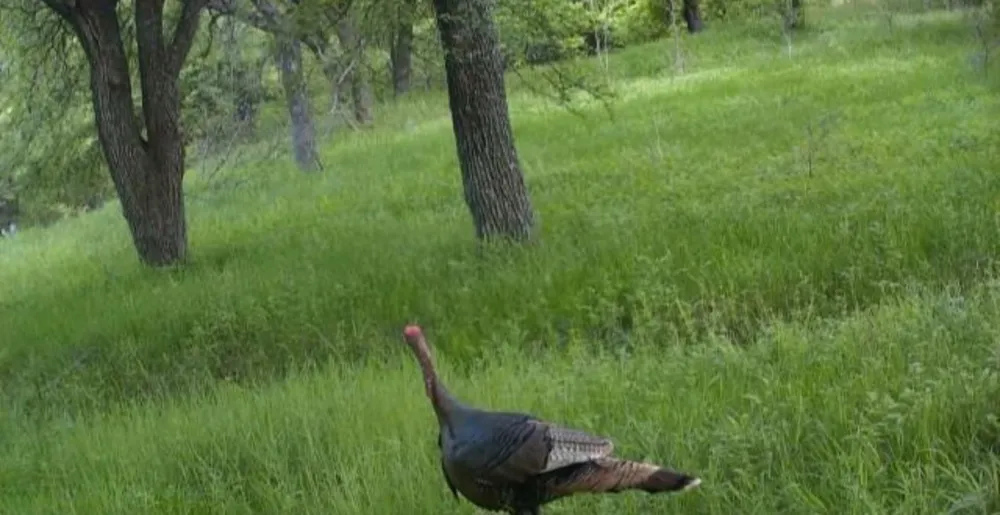 771 HCR 2233 West, TX 76691