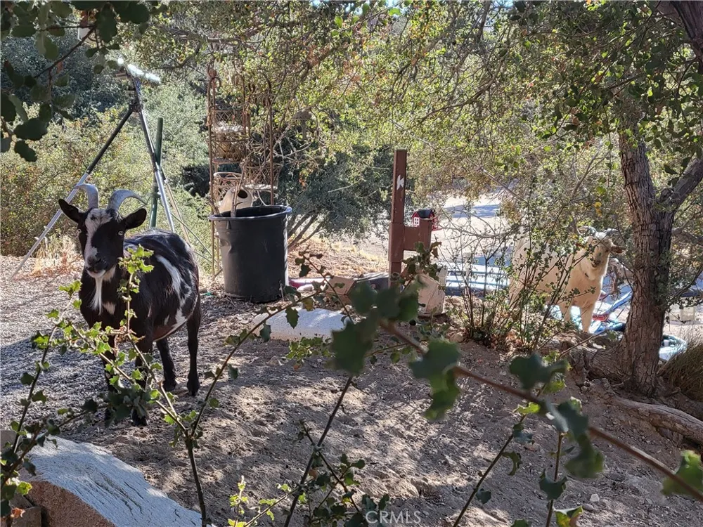 3131 Whispering Pines Rd Pinon Hills, CA 92397