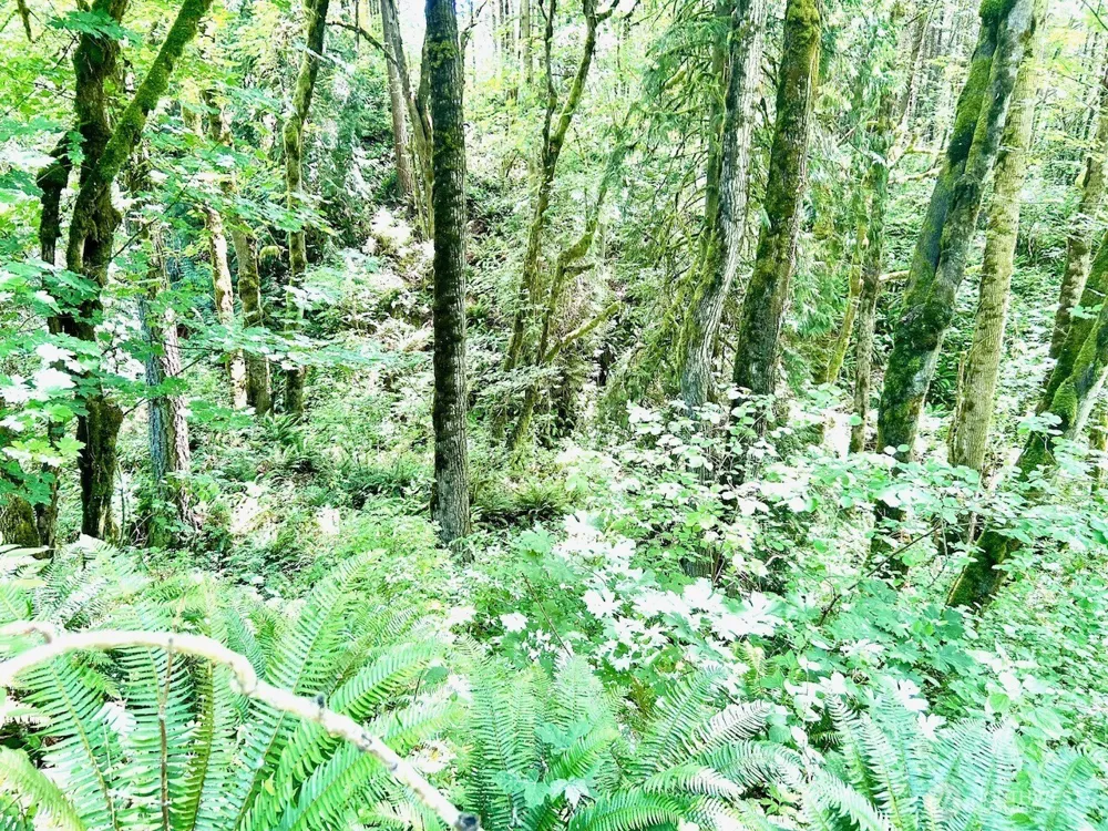 577 Martins Bluff Road Kalama, WA 98665