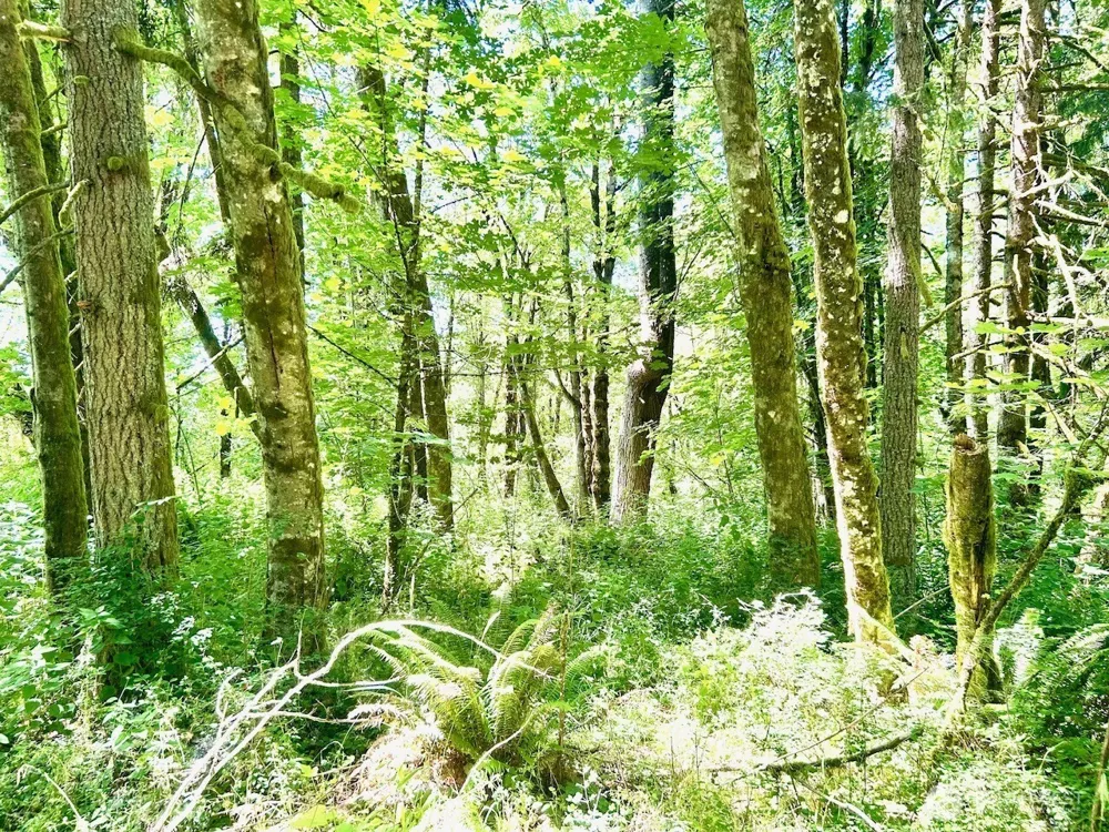 577 Martins Bluff Road Kalama, WA 98665
