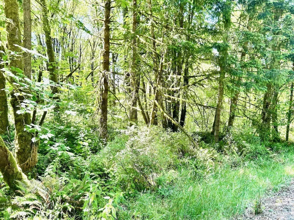 577 Martins Bluff Road Kalama, WA 98665