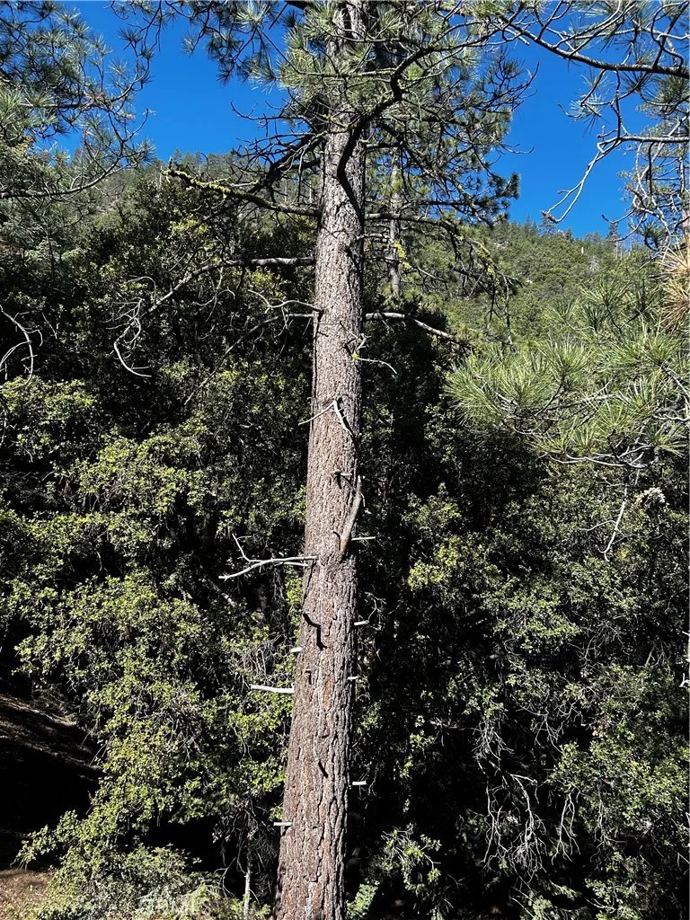 1225 Azalea Pine Mountain Club, CA 93222