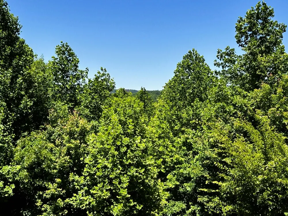 161 Willie Shell Road Reliance, TN 37369