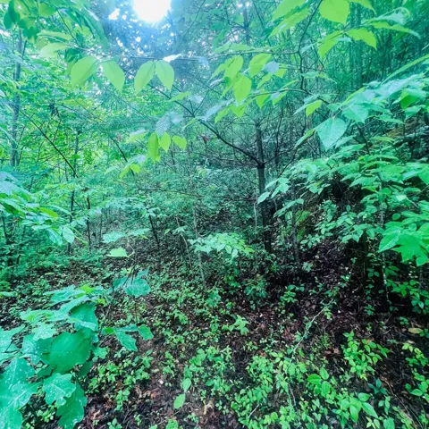 00 Owl Creek Ridge