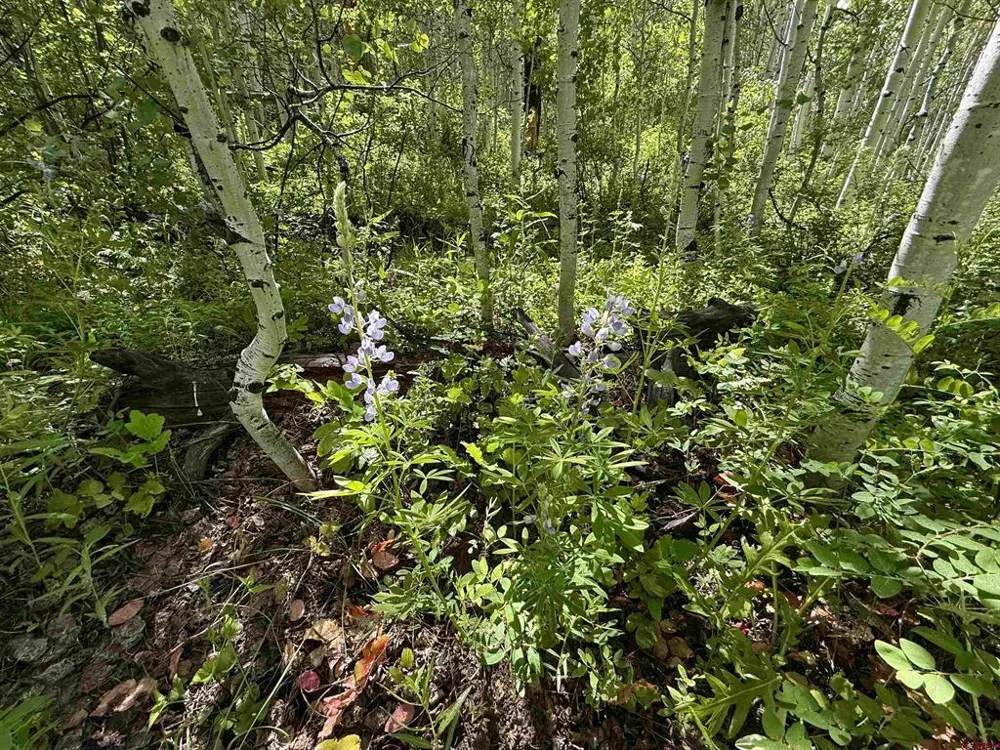CR 501 Bayfield, CO 81122